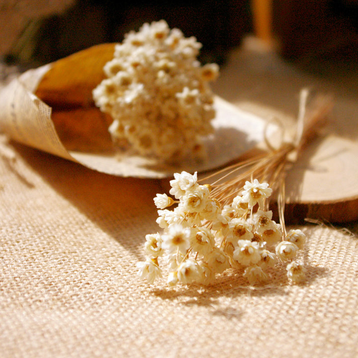 玛格丽特天星菊